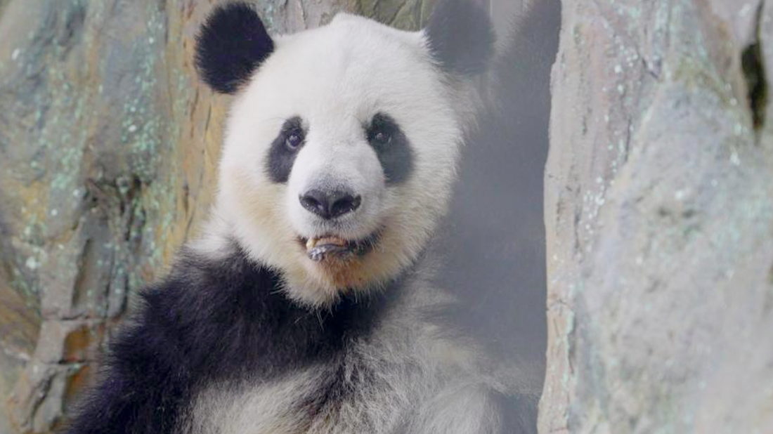 Pandas: The Evolution from Carnivores to Herbivores-Panda Design