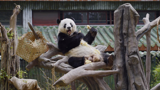 The story of panda Xingyi