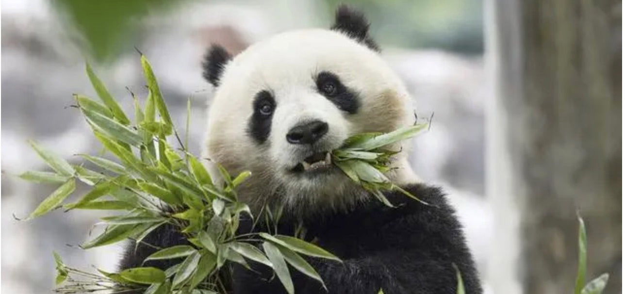 Panda Qingbao- Panda Design