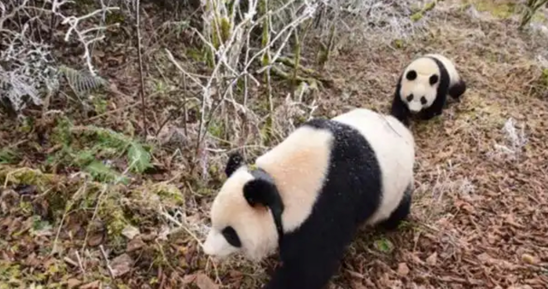 Giant Panda Wild Training Program-Panda Design