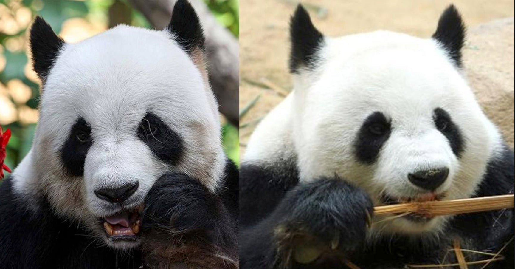 Farewell to Malaysia’s Beloved Pandas: Xing Xing and Liang Liang Return to China