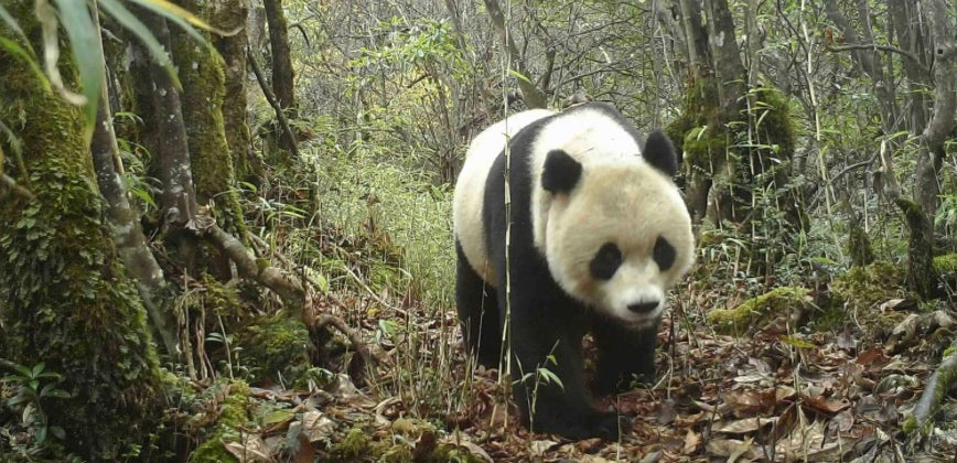 The Secret Life of Loners: Why Giant Pandas Rule Their Kingdoms Alone