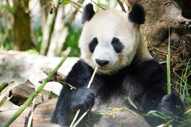 Meet Hua Mei: The Panda Princess of San Diego Zoo