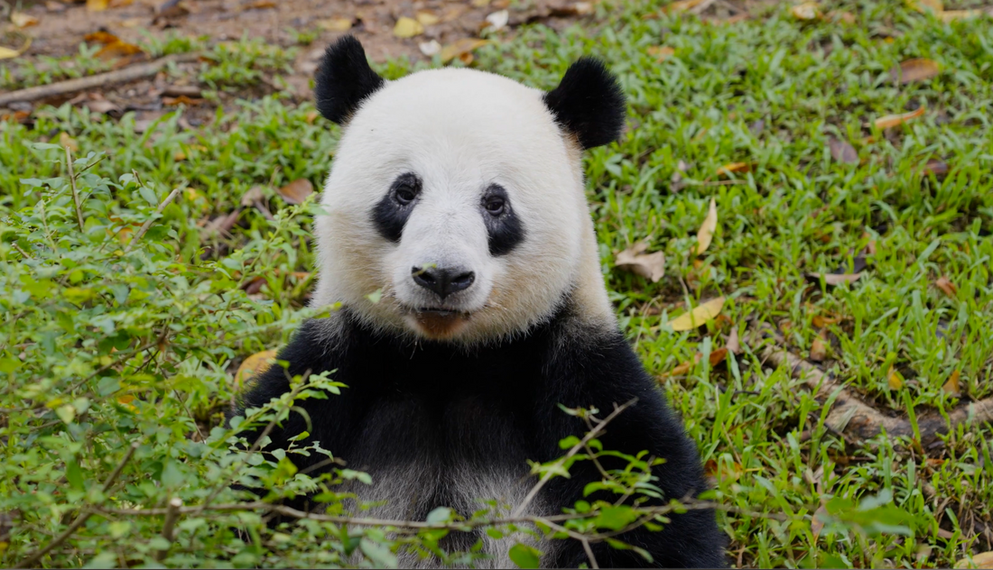 The Fascinating Habits of Giant Pandas