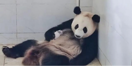 August 15, 2024, panda Yingying successfully gave birth to a pair of giant panda twins, a boy and a girl, at Ocean Park Hong Kong.