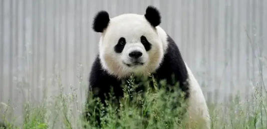 Welcome to Washington, Panda Bao Li and Qing Bao!