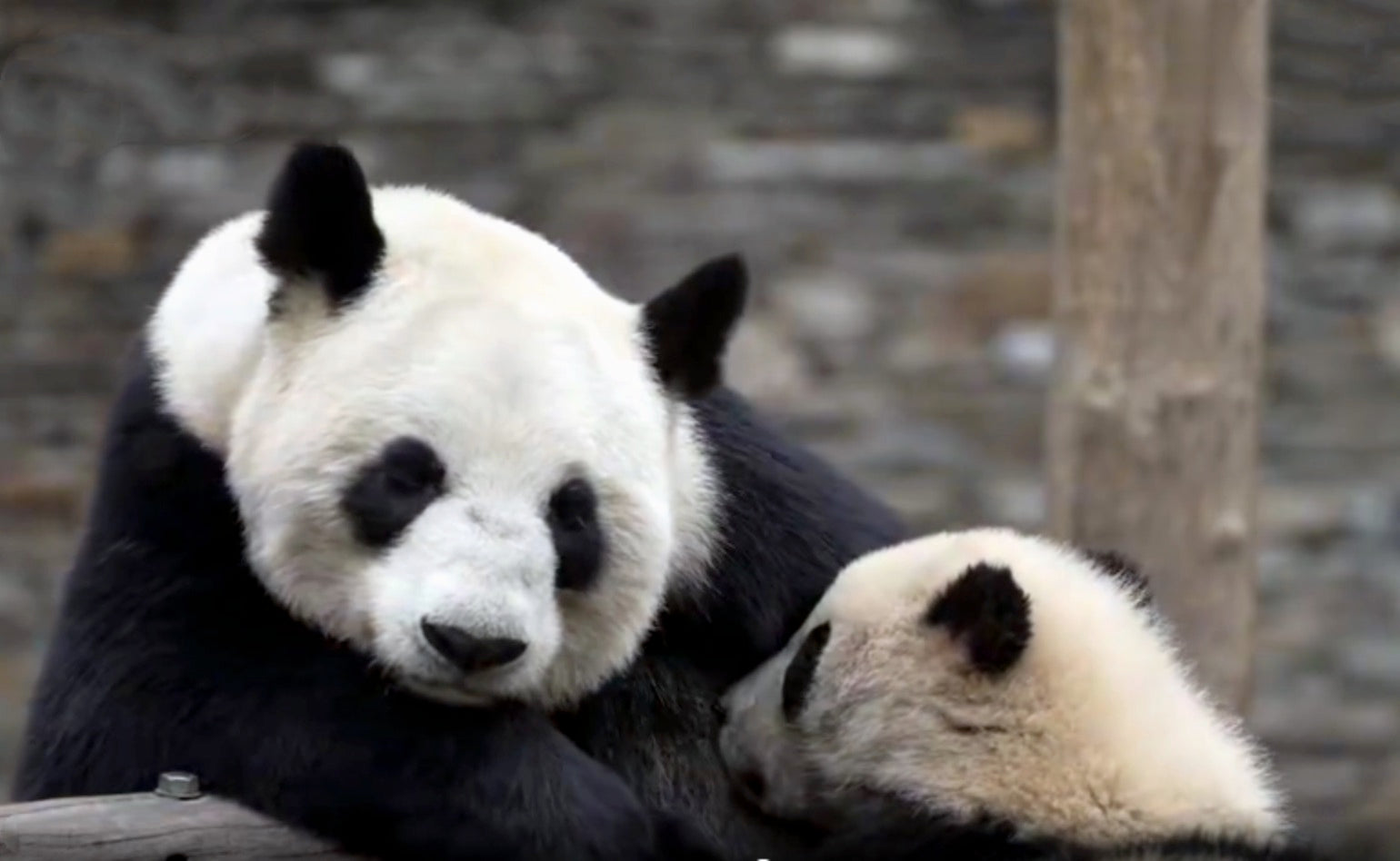 Panda Su Lin-Panda Design