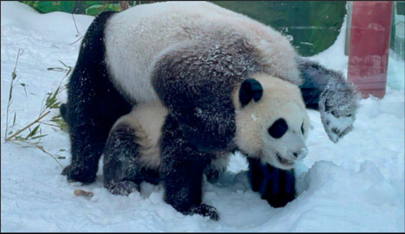 The Farewell of Motherhood: When Do Panda Moms Encourage Their Cubs to Leave?
