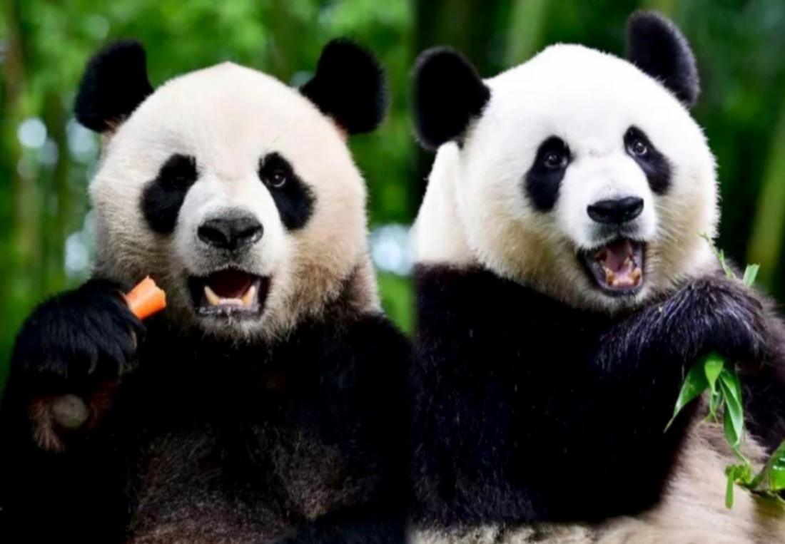 New Giant Pandas An An and Ke Ke Grace Hong Kong