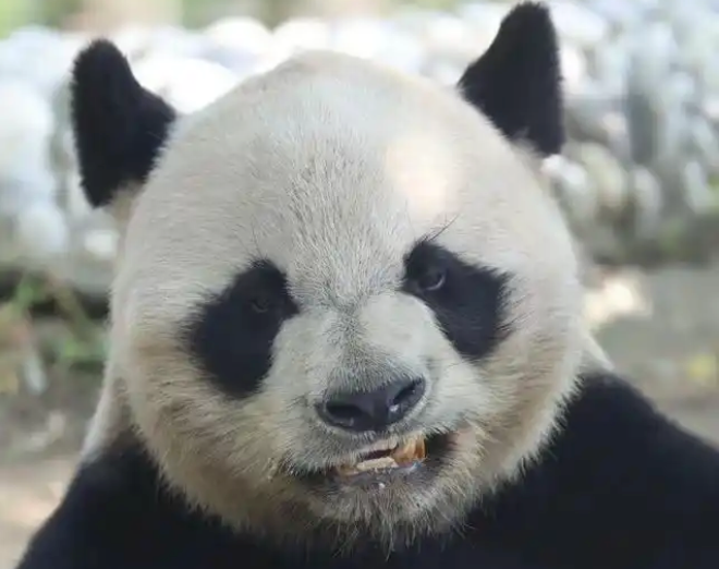 Farewell to Giant Pandas Yuanxiao and Beibei: Beloved Duo Returns to Chengdu May 11, 2025